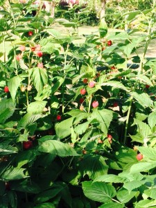 Raspberries, Mum's favourite