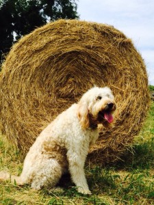 these rolls of hay are pretty big 